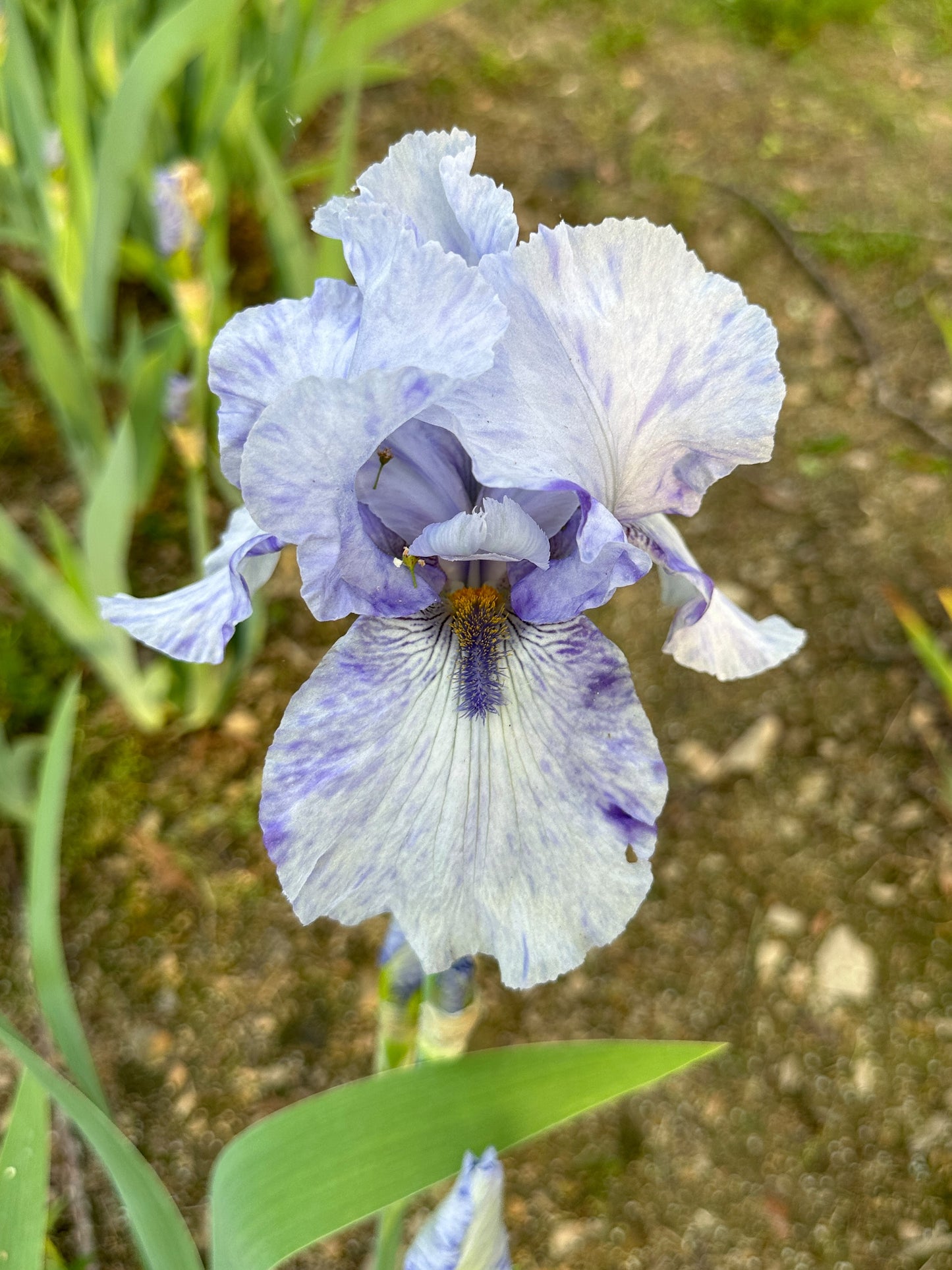 The flower Gnu Blues - Tall Bearded Iris (TB)