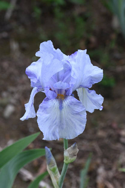 The flower Gnu Blues - Tall Bearded Iris (TB)