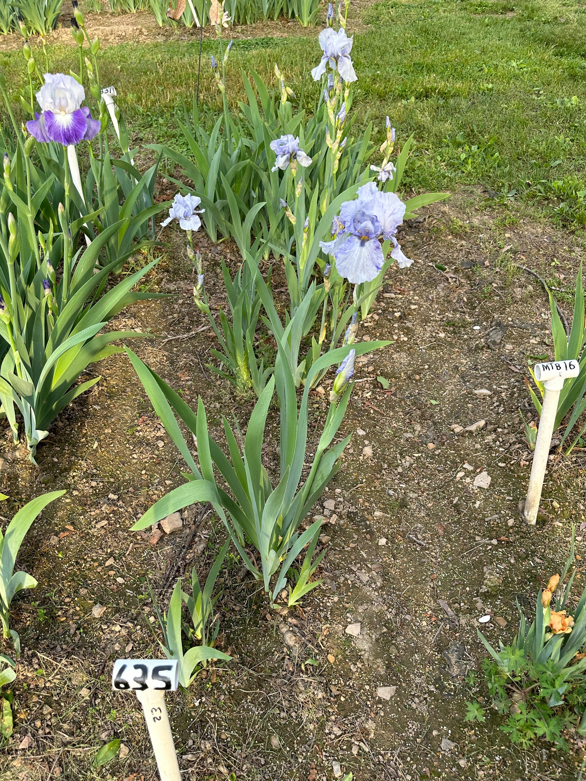 The flower Gnu Blues - Tall Bearded Iris (TB)