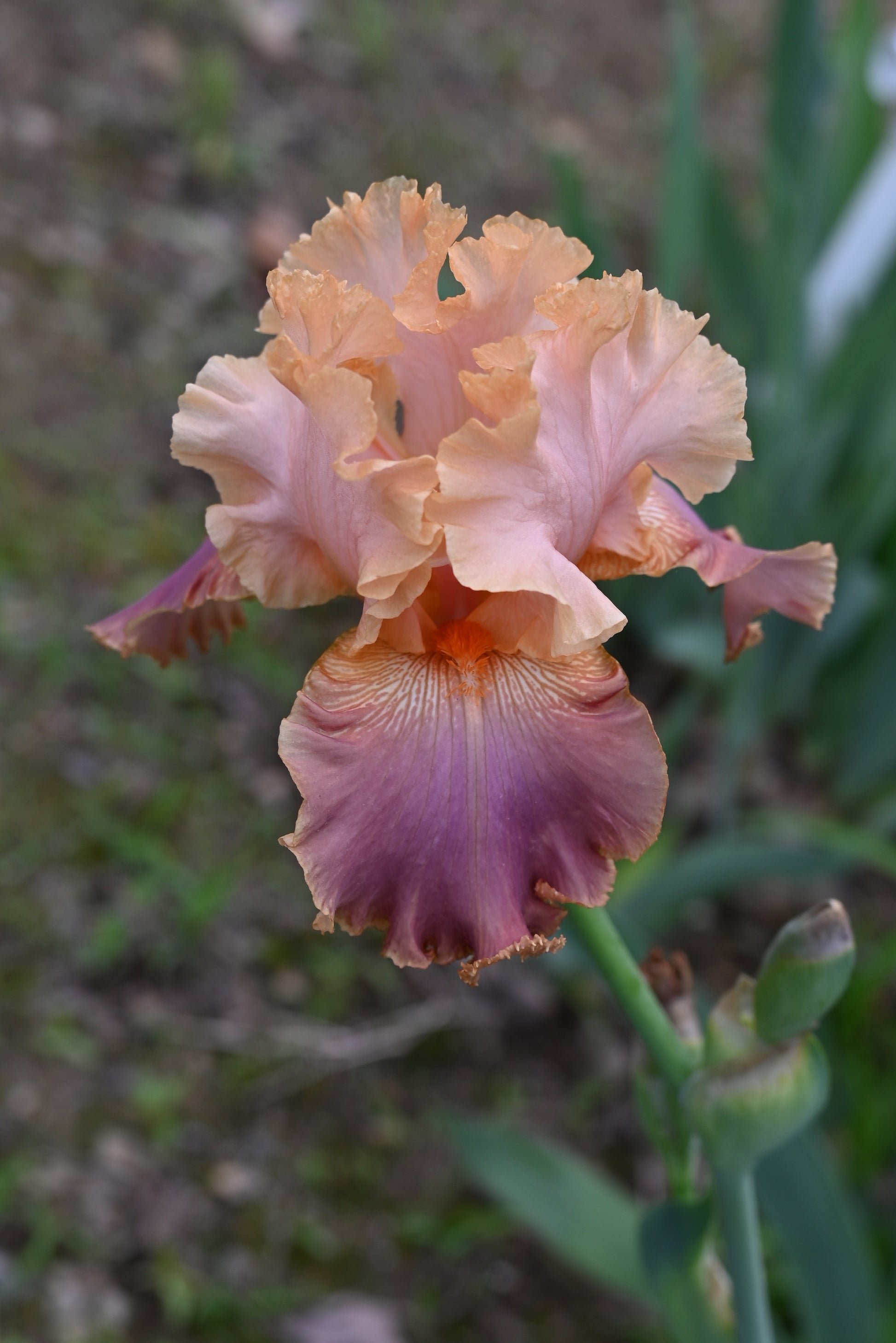 The flower Lacy Tutu - Tall Bearded Iris (TB)