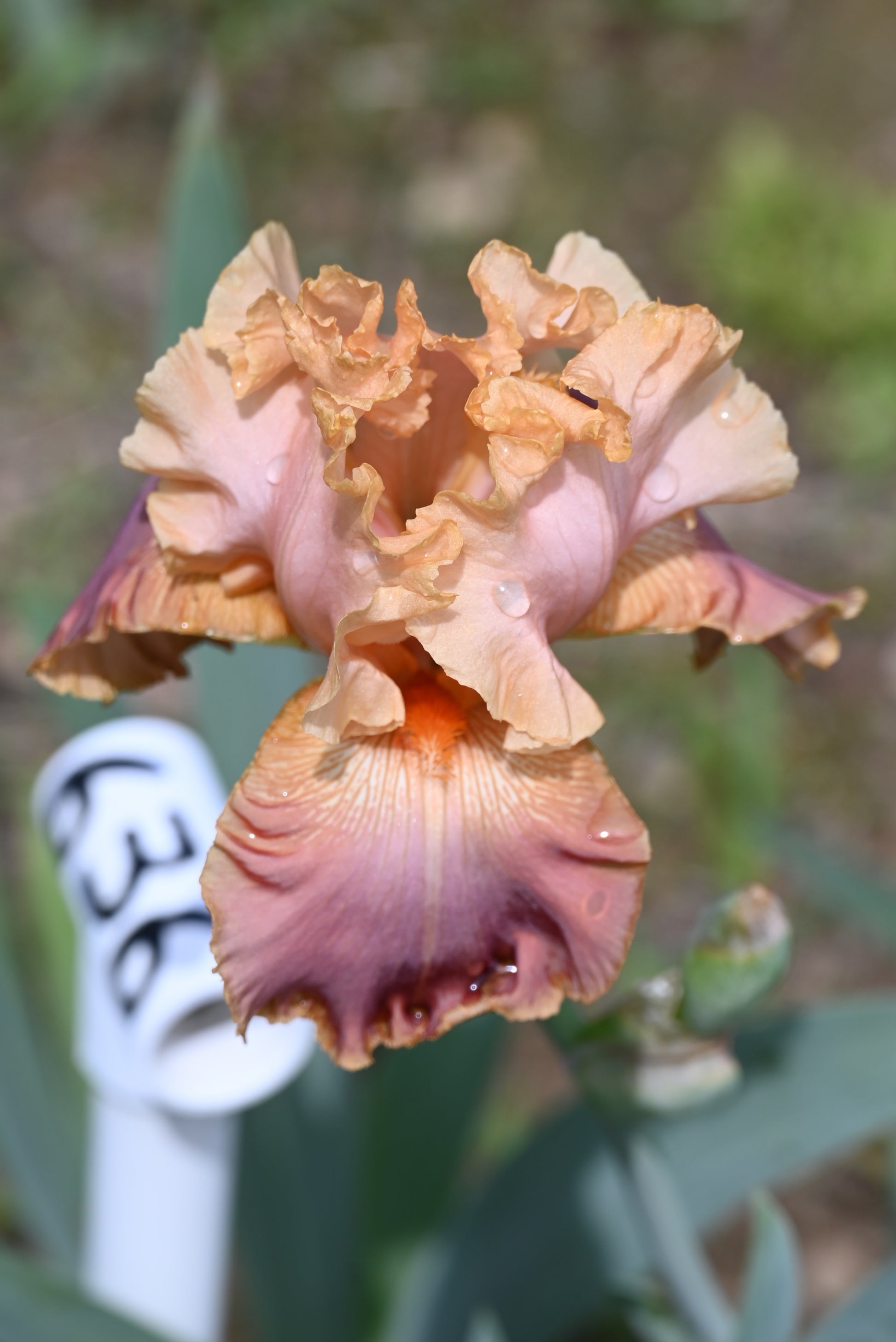 The flower Lacy Tutu - Tall Bearded Iris (TB)