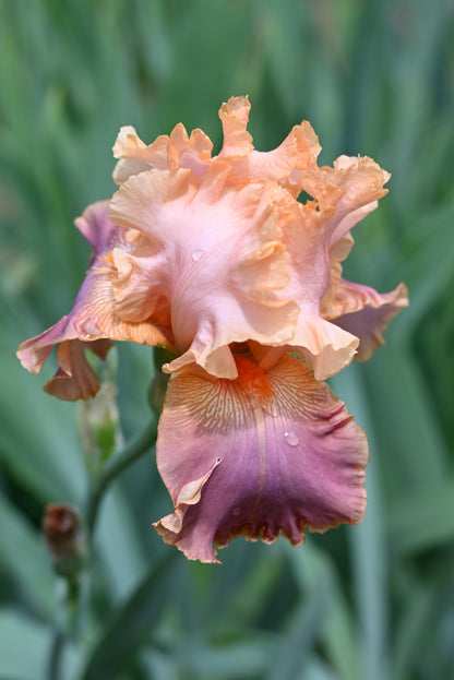 The flower Lacy Tutu - Tall Bearded Iris (TB)