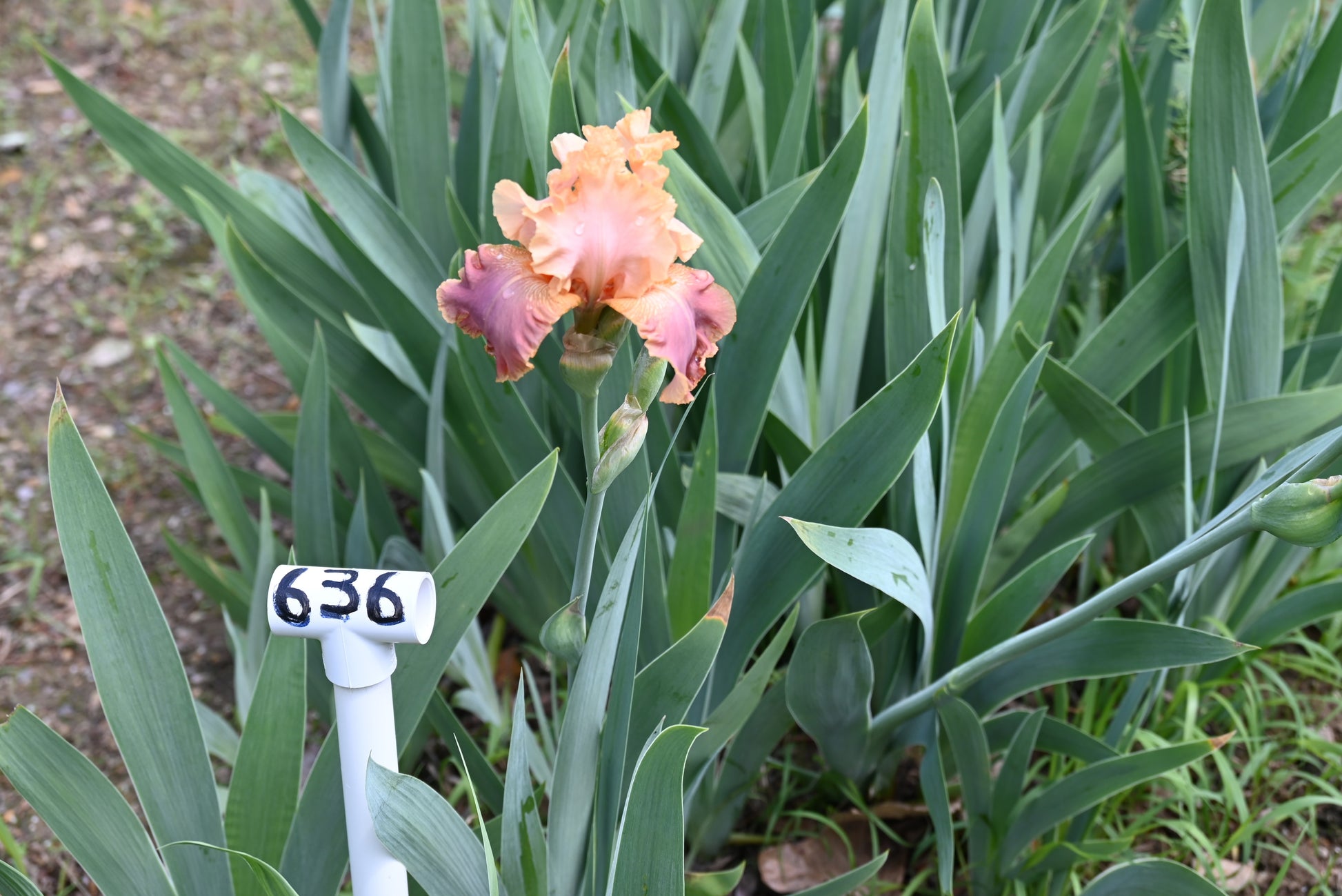 The flower Lacy Tutu - Tall Bearded Iris (TB)