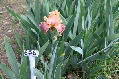 The flower Lacy Tutu - Tall Bearded Iris (TB)