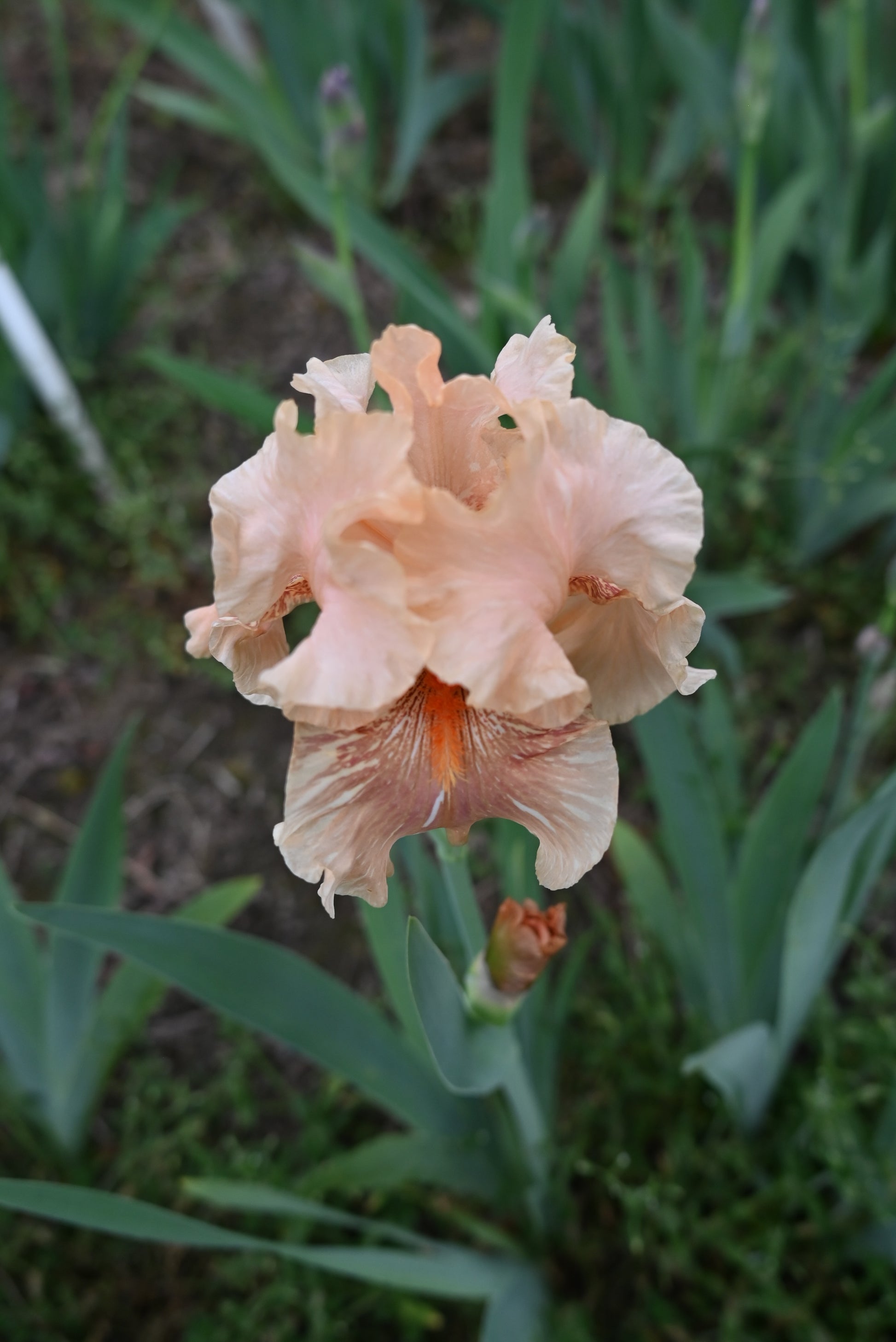 The flower Hyenasicle - Tall Bearded Iris (TB)