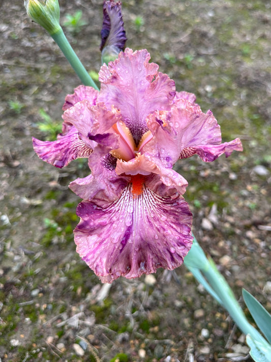 The flower Serengeti Spaghetti - Tall Bearded Iris (TB)