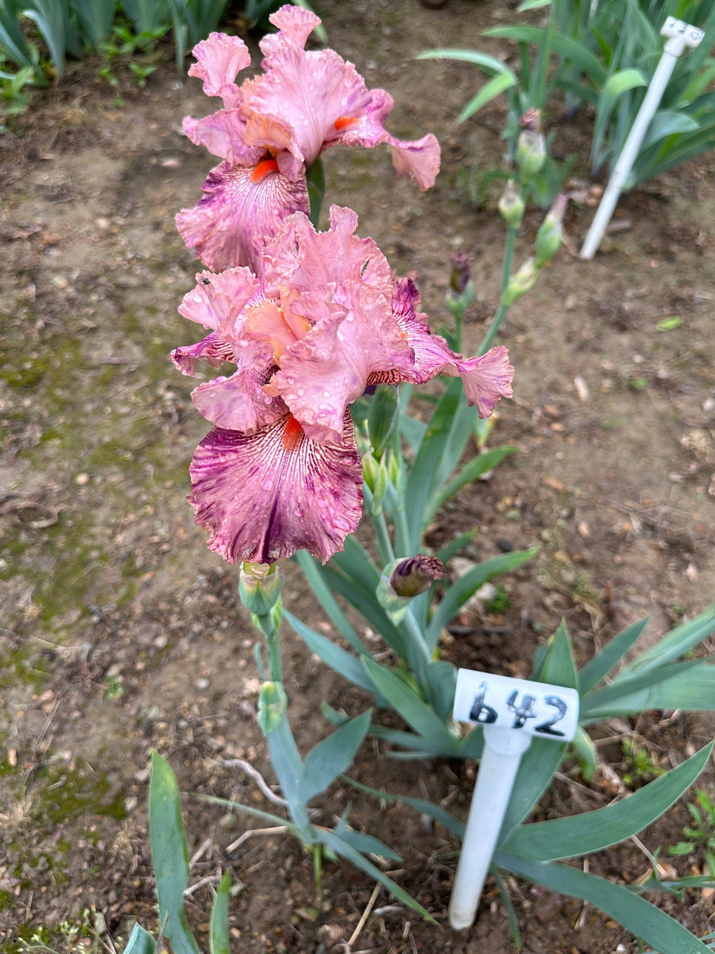 The flower Serengeti Spaghetti - Tall Bearded Iris (TB)