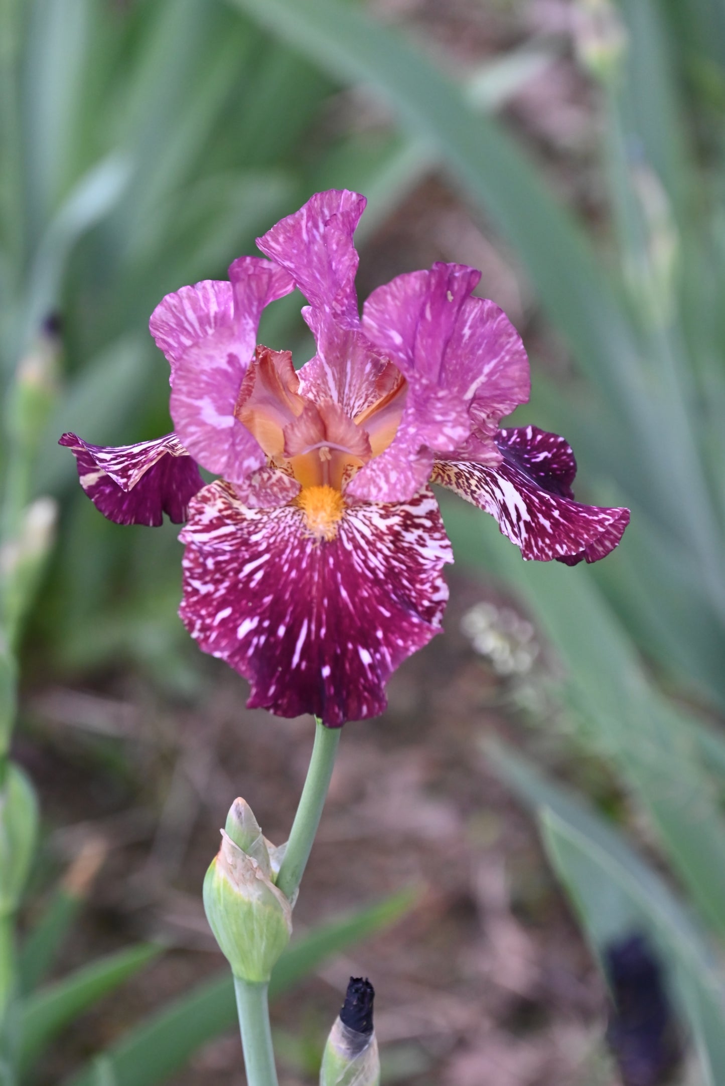 The flower Kinkajou Shrew - Tall Bearded Iris (TB)