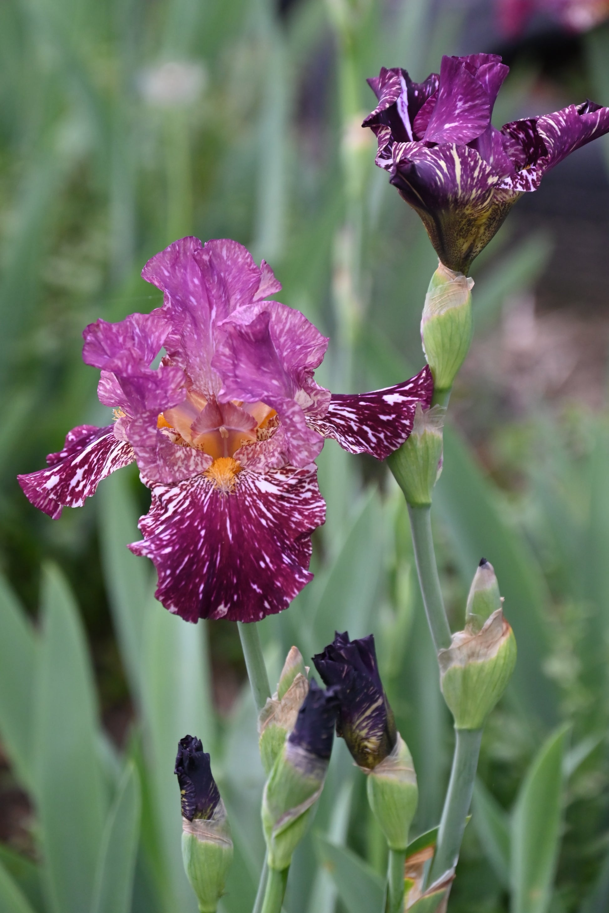 The flower Kinkajou Shrew - Tall Bearded Iris (TB)