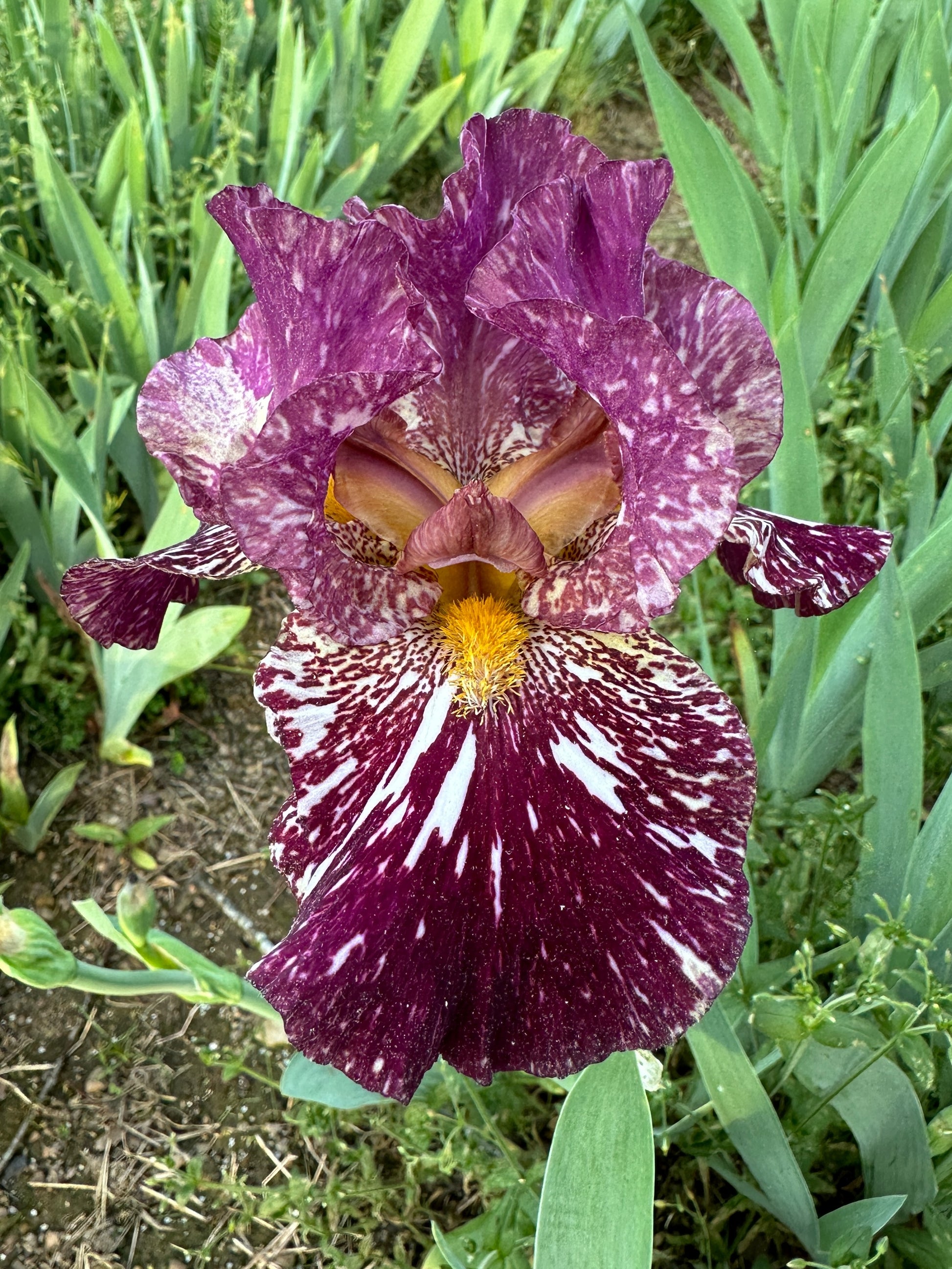 The flower Kinkajou Shrew - Tall Bearded Iris (TB)