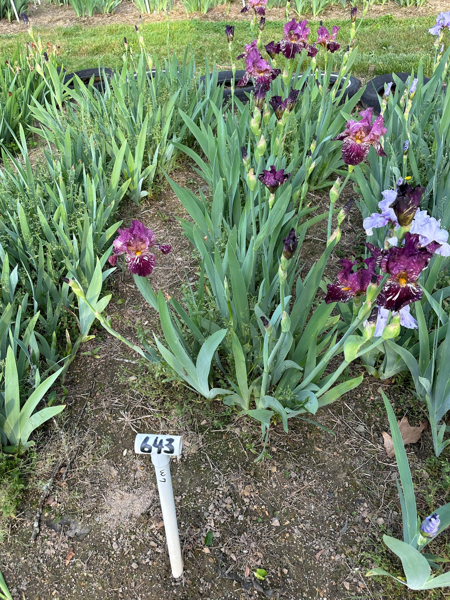 The flower Kinkajou Shrew - Tall Bearded Iris (TB)