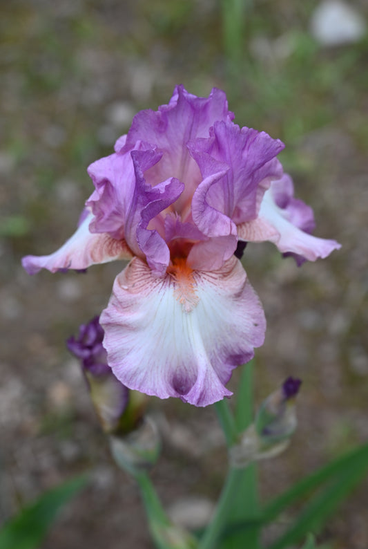 The flower Ballerina Girl - Tall Bearded Iris (TB)