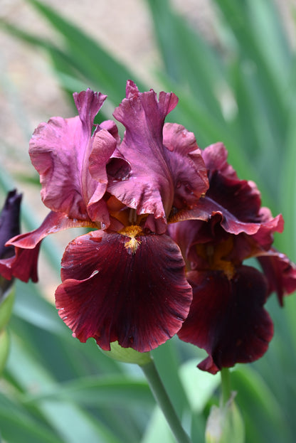 The flower Red At Night - Tall Bearded Iris (TB)