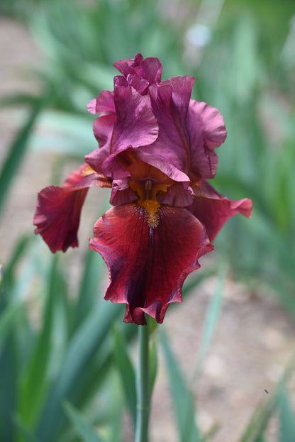 The flower Red At Night - Tall Bearded Iris (TB)