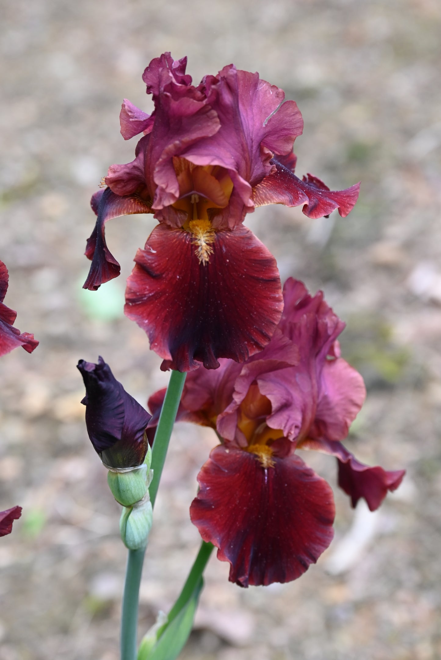 The flower Red At Night - Tall Bearded Iris (TB)