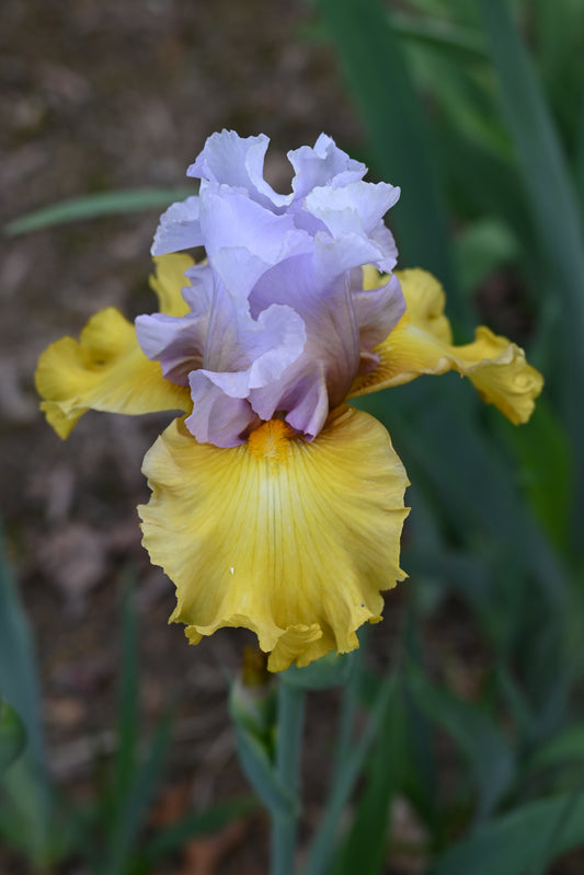 The flower Stay Stylish - Tall Bearded Iris (TB)