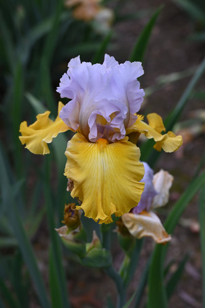 The flower Stay Stylish - Tall Bearded Iris (TB)