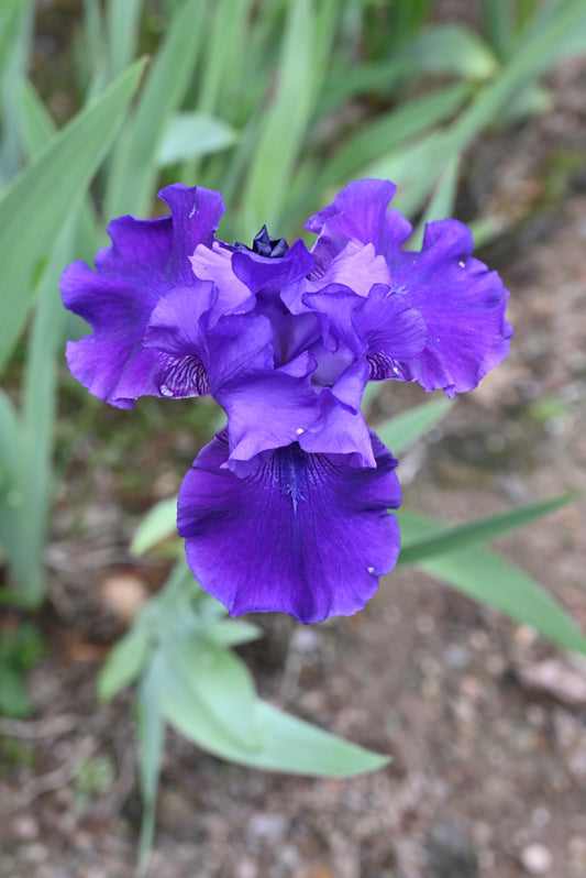 The flower Violet Classic - Tall Bearded Iris (TB)