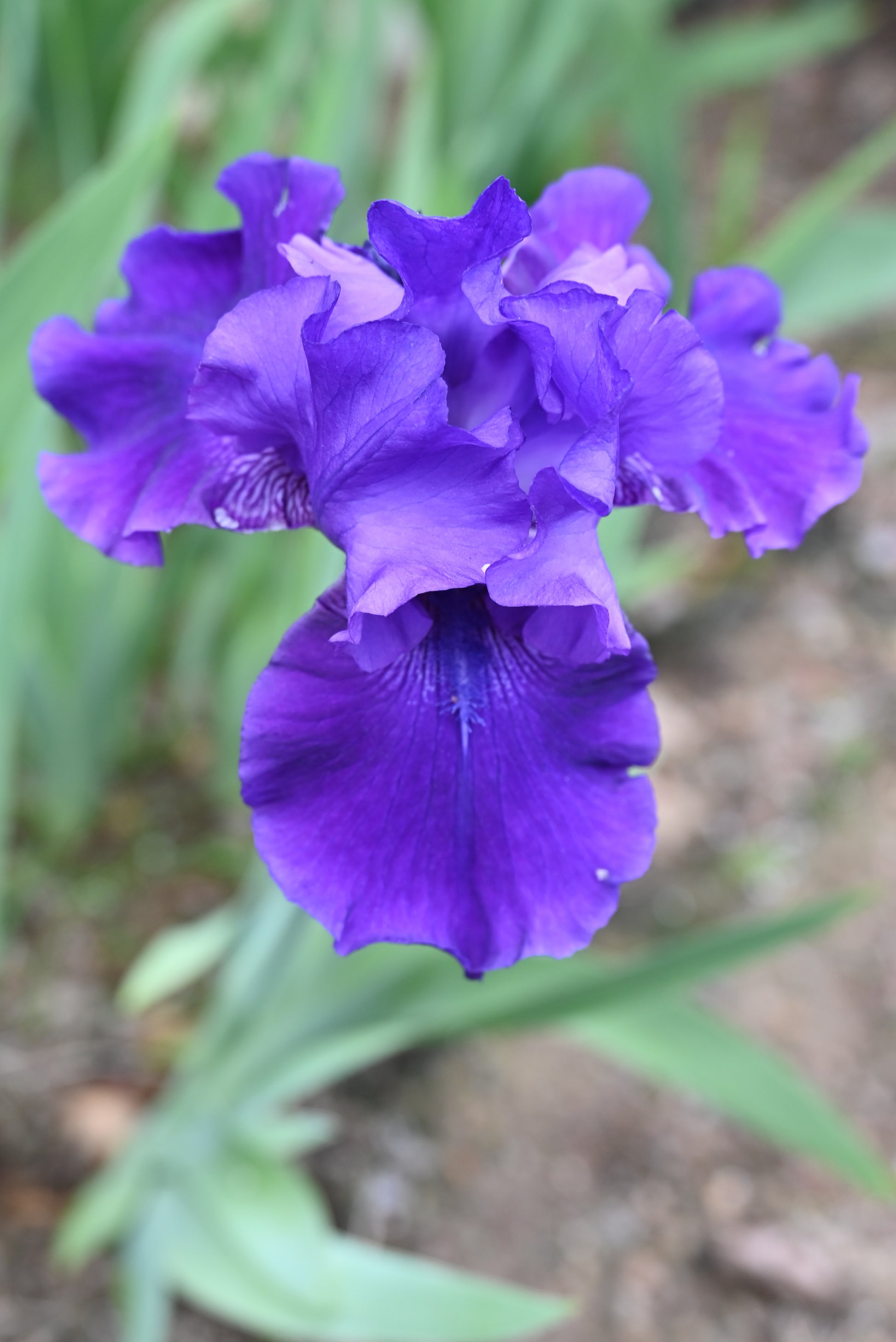 The flower Violet Classic - Tall Bearded Iris (TB)