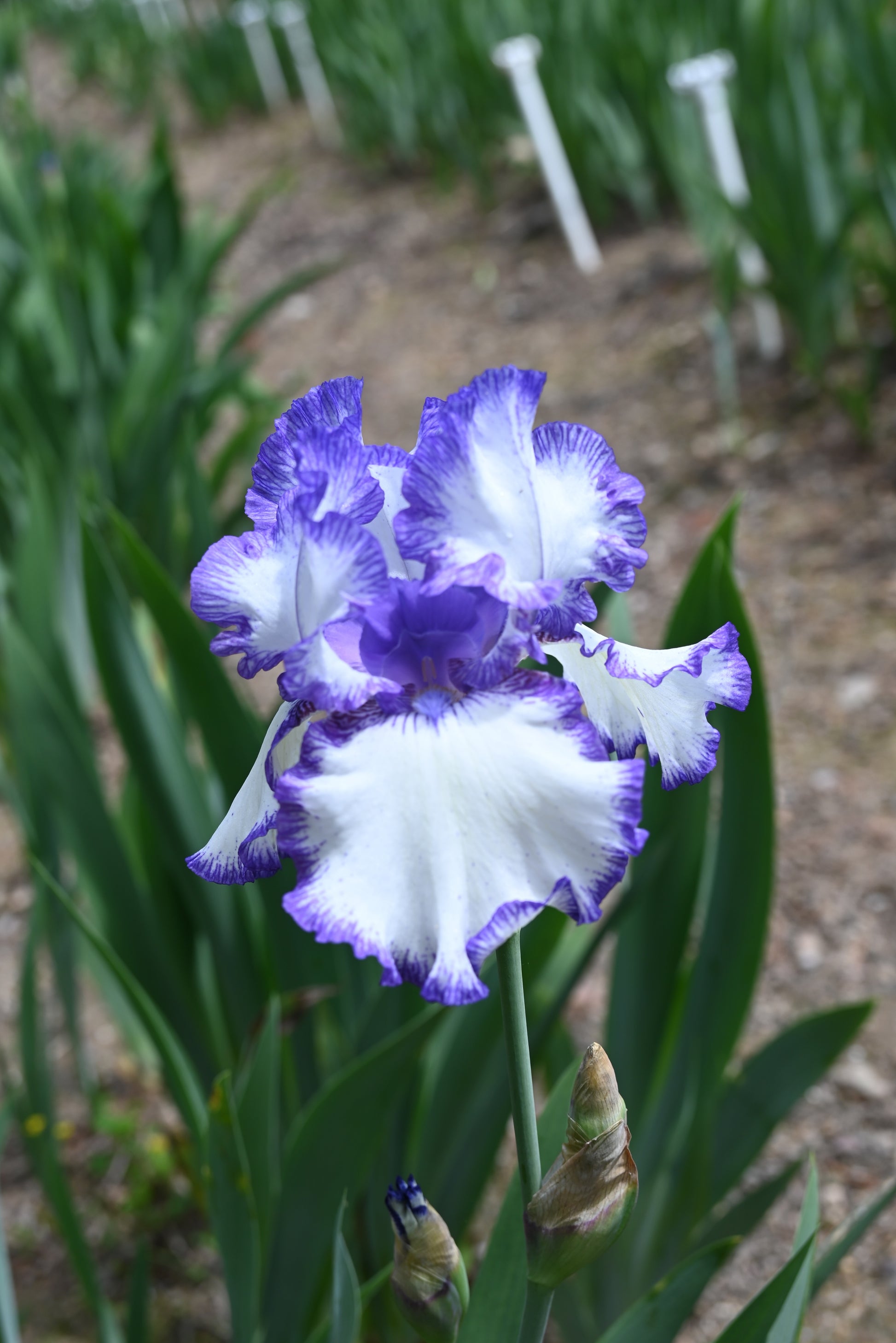 The flower Rare Treat - Tall Bearded Iris (TB)