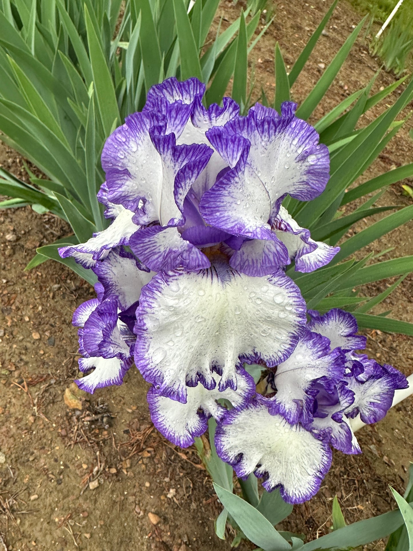 The flower Rare Treat - Tall Bearded Iris (TB)