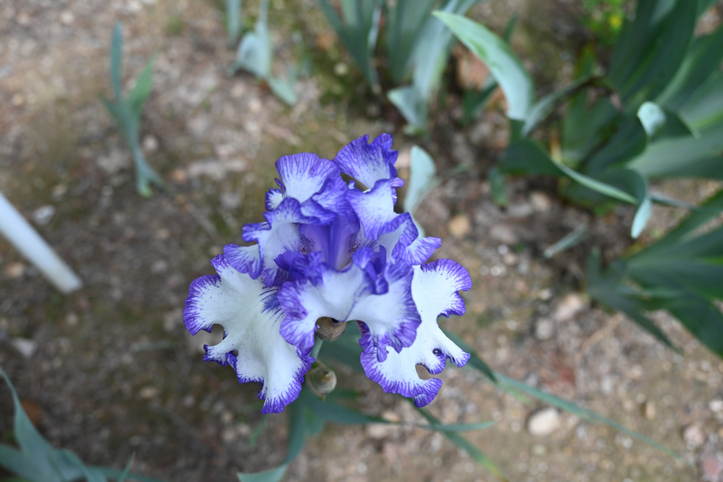 The flower Rare Treat - Tall Bearded Iris (TB)