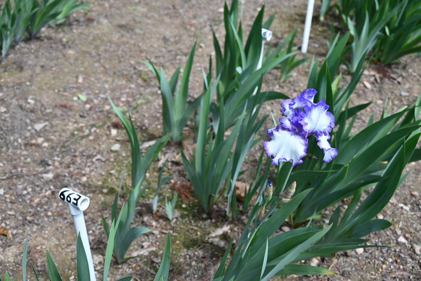 The flower Rare Treat - Tall Bearded Iris (TB)