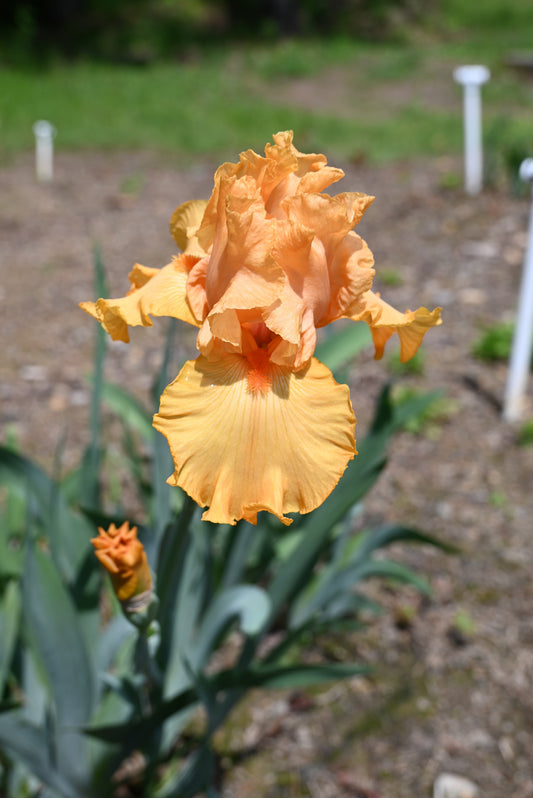 The flower Good Show - Tall Bearded Iris (TB)