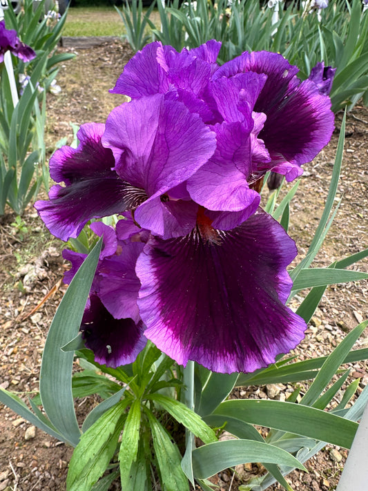 The flower Pagan Dance - Tall Bearded Iris (TB)