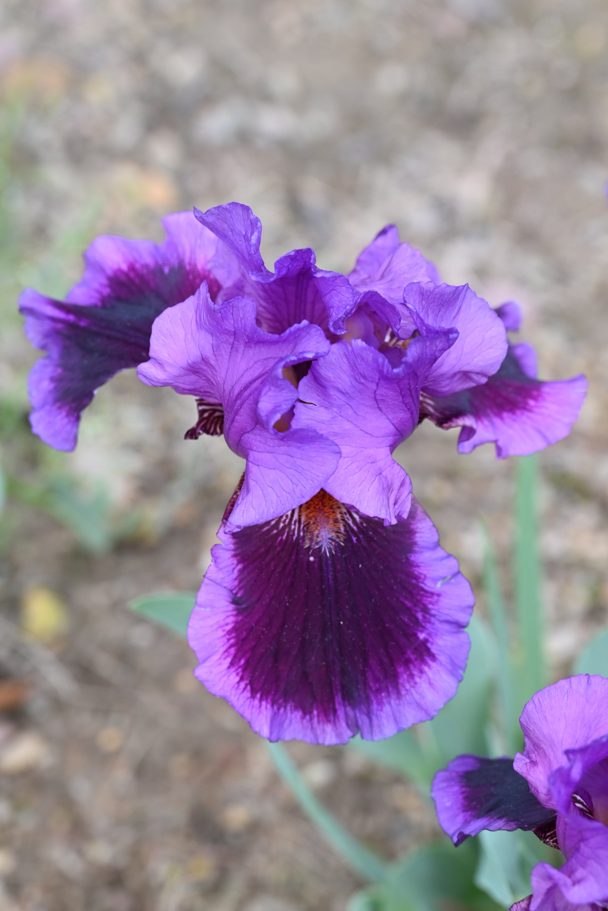 The flower Pagan Dance - Tall Bearded Iris (TB)