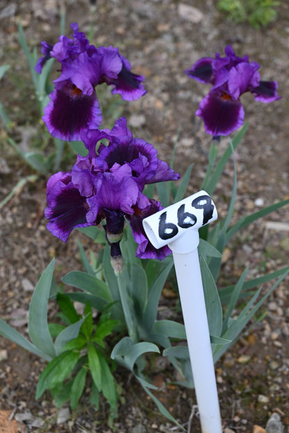 The flower Pagan Dance - Tall Bearded Iris (TB)