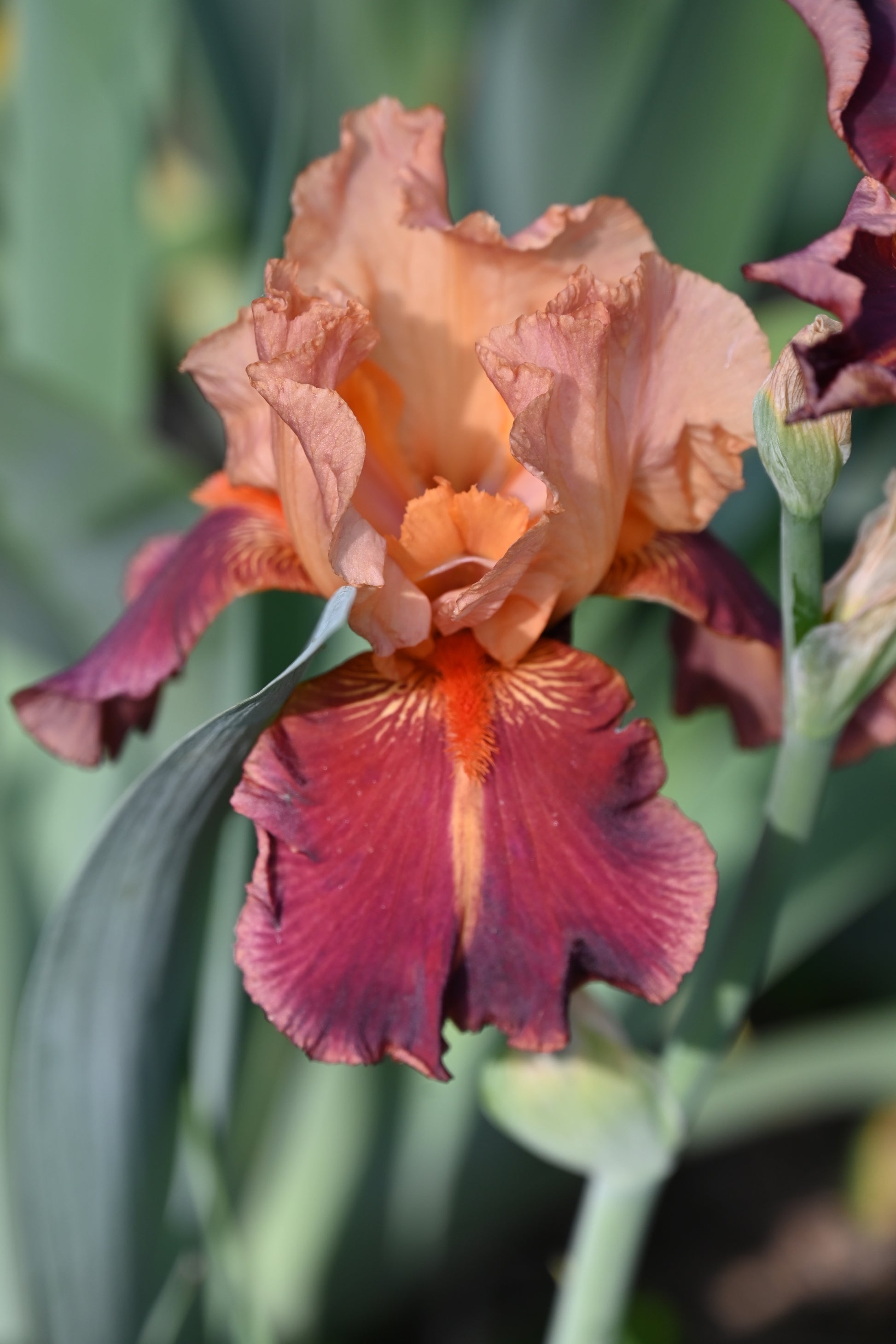 The flower Charged Up - Tall Bearded Iris (TB)