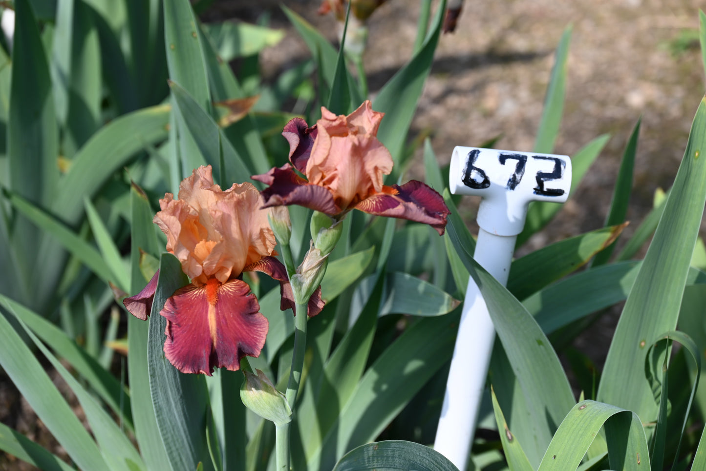 The flower Charged Up - Tall Bearded Iris (TB)