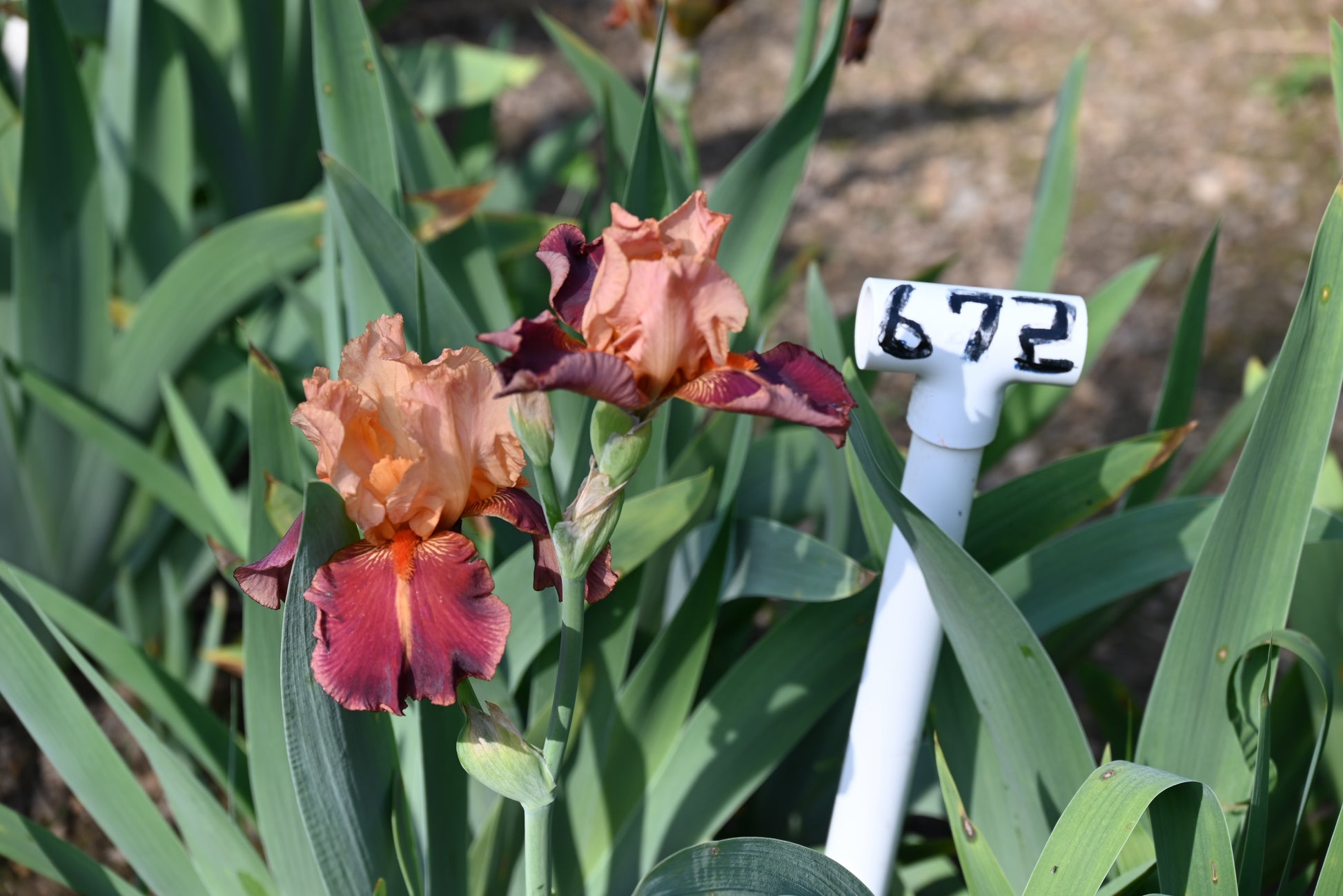 The flower Charged Up - Tall Bearded Iris (TB)