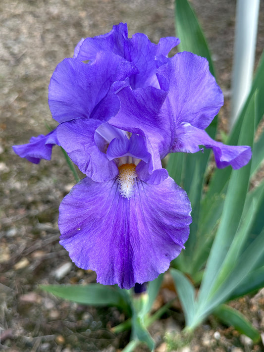 The flower Feed Back - Tall Bearded Iris (TB)