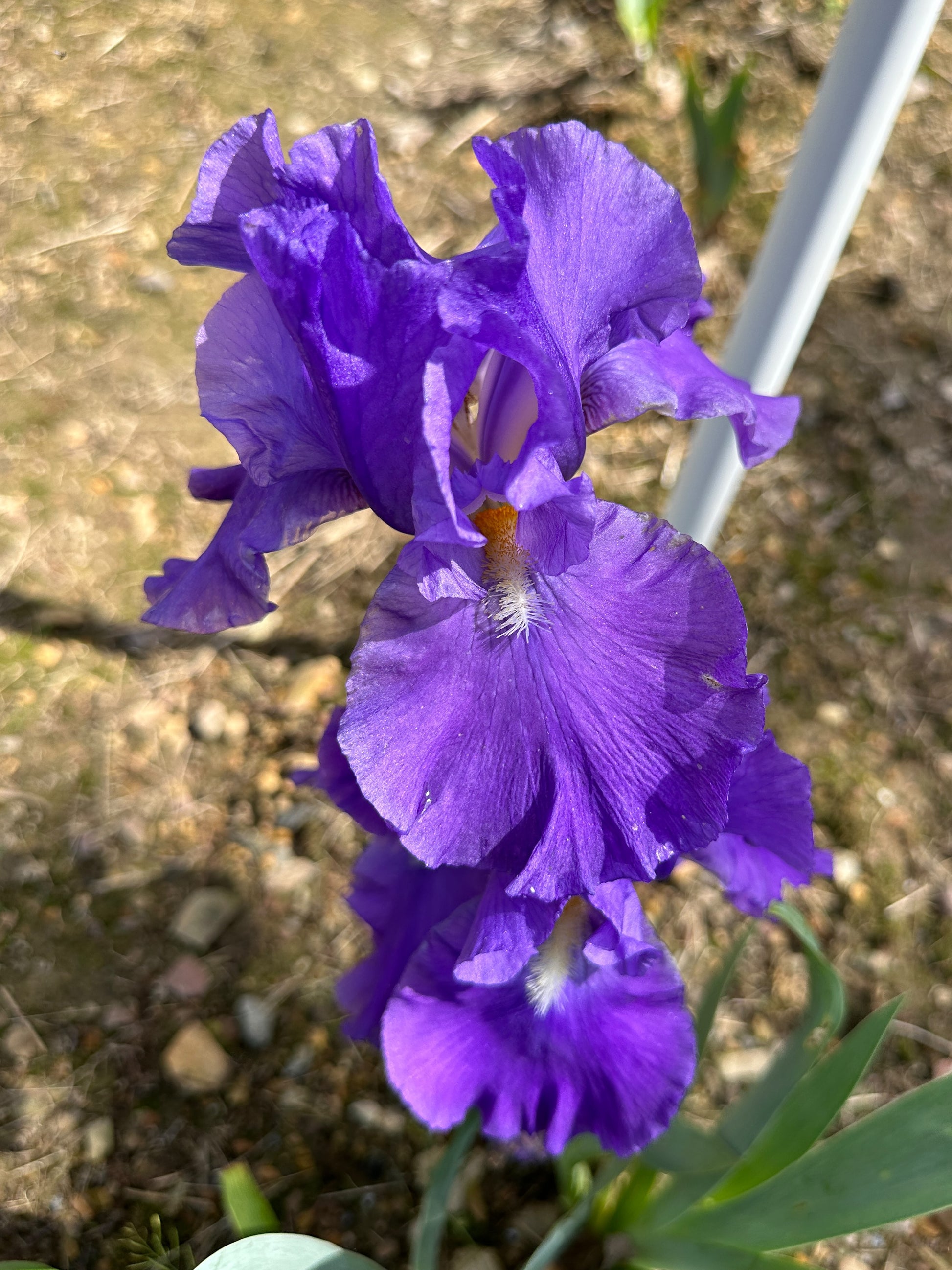 The flower Feed Back - Tall Bearded Iris (TB)