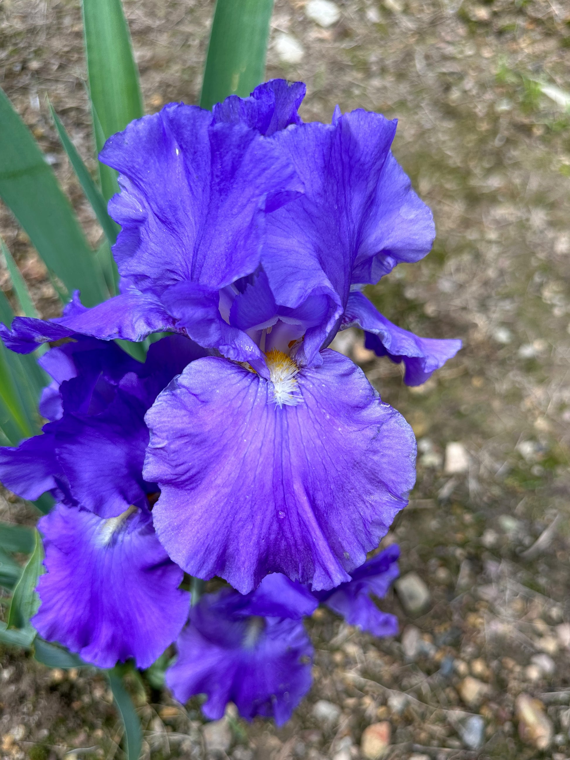 The flower Feed Back - Tall Bearded Iris (TB)