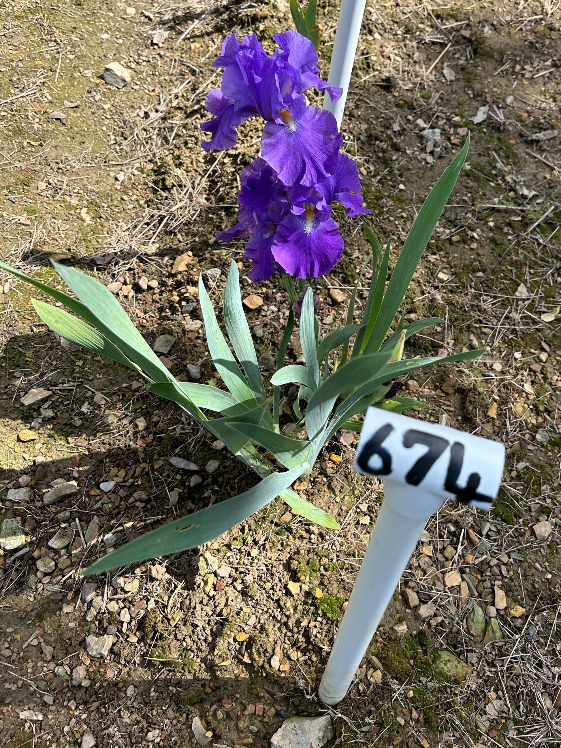 The flower Feed Back - Tall Bearded Iris (TB)