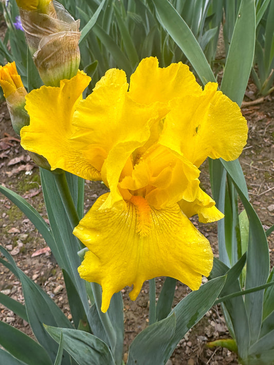 The flower Strike It Rich - Tall Bearded Iris (TB)