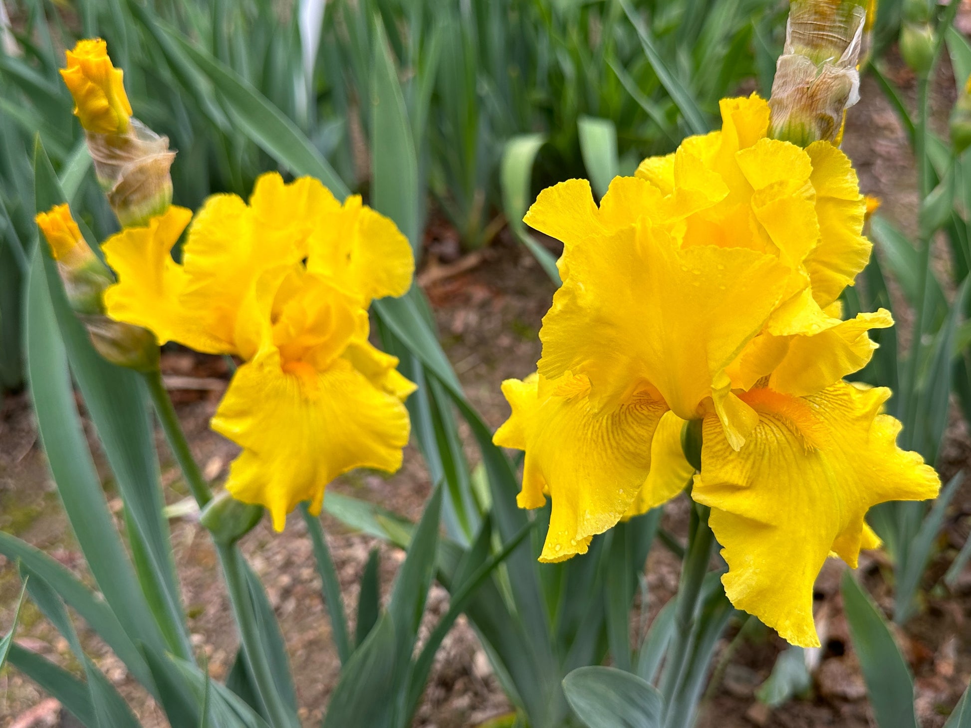 The flower Strike It Rich - Tall Bearded Iris (TB)