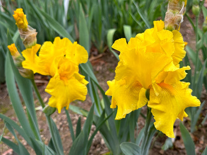 The flower Strike It Rich - Tall Bearded Iris (TB)