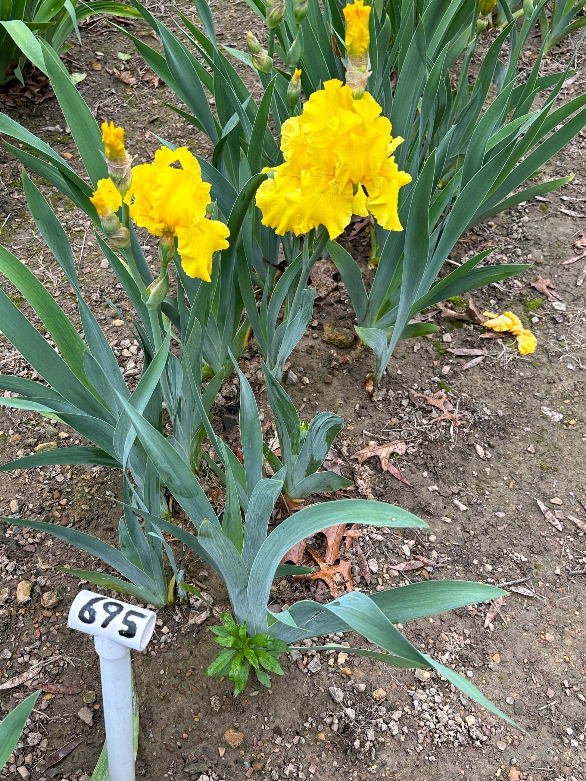The flower Strike It Rich - Tall Bearded Iris (TB)