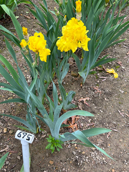 The flower Strike It Rich - Tall Bearded Iris (TB)