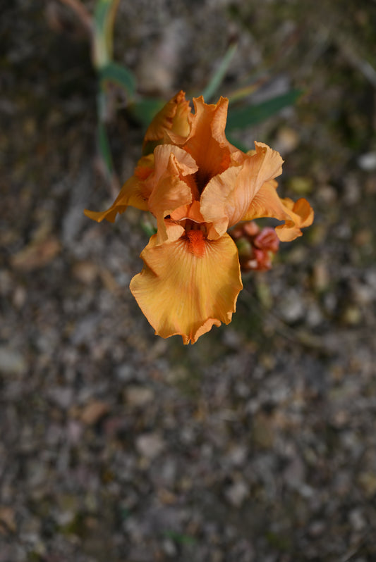 The flower Savannah Sunset - Tall Bearded Iris (TB)