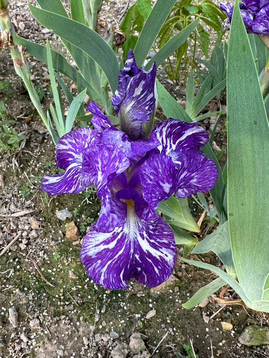 The flower Alpha Gnu - Species Cross Iris (SPEC-X)