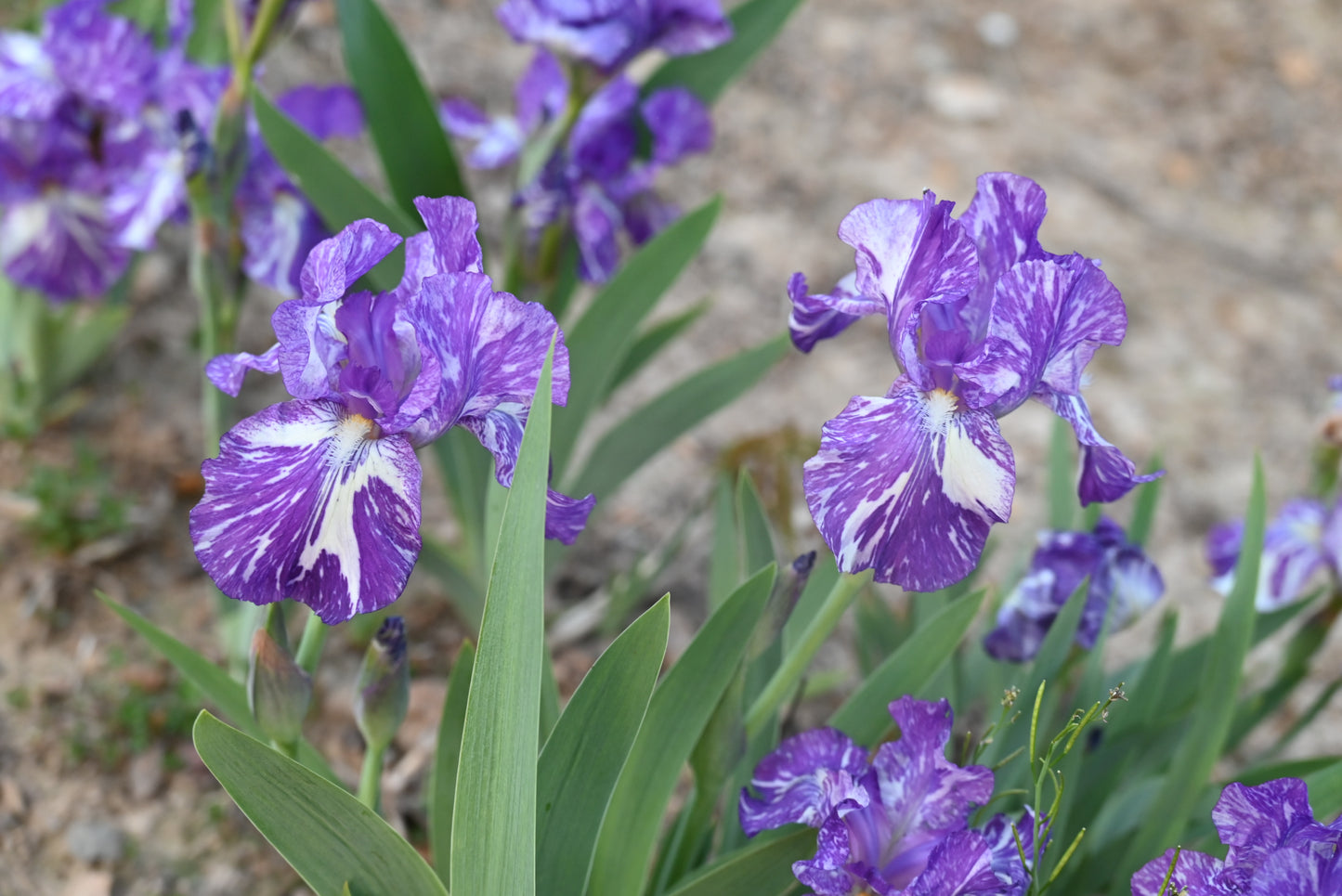 The flower Alpha Gnu - Species Cross Iris (SPEC-X)