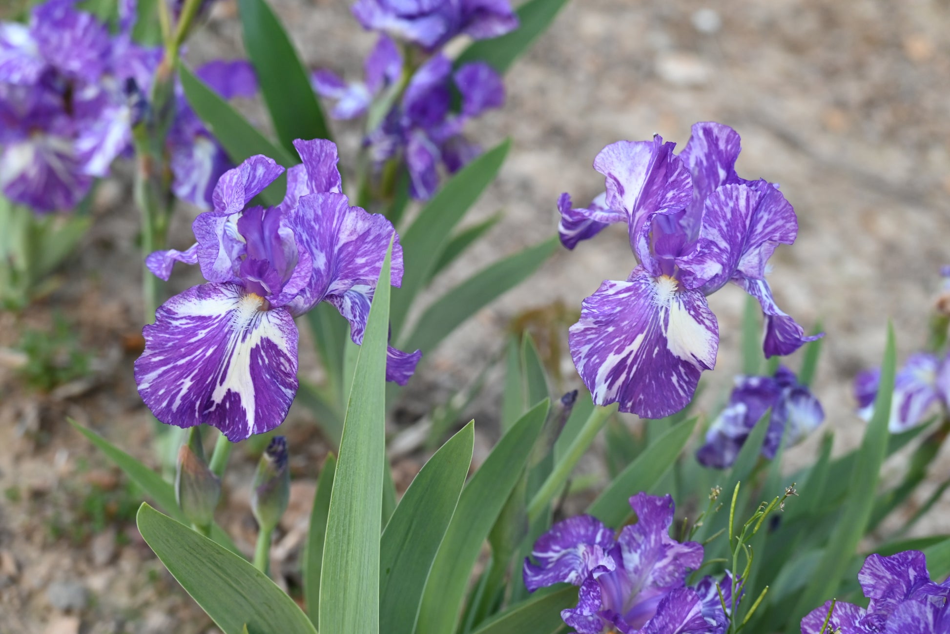 The flower Alpha Gnu - Species Cross Iris (SPEC-X)