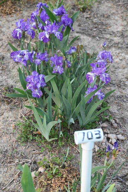 The flower Alpha Gnu - Species Cross Iris (SPEC-X)