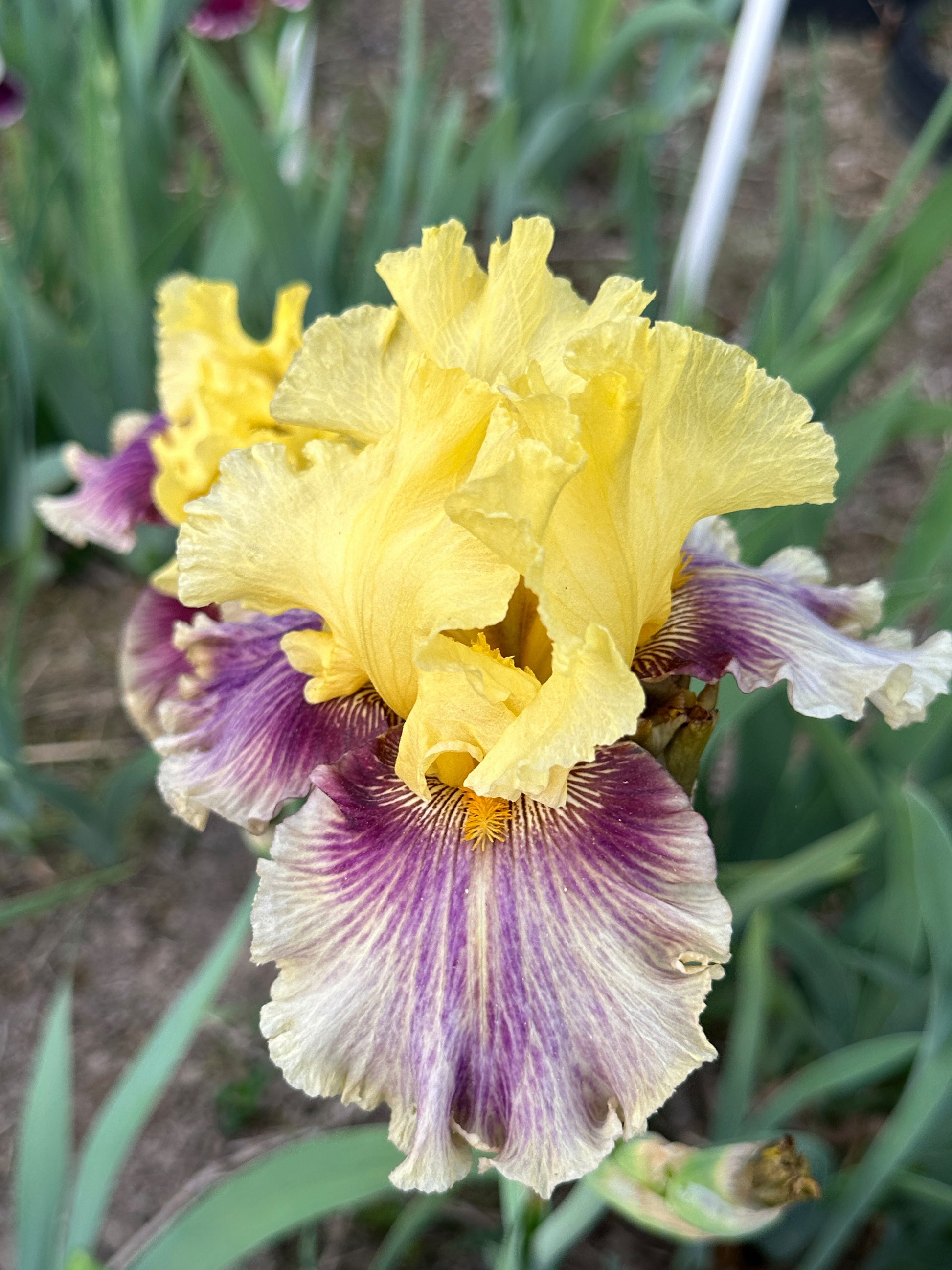 The flower Treasure Trader - Tall Bearded Iris (TB)