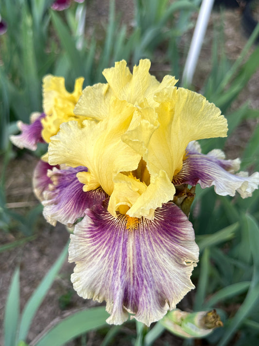 The flower Treasure Trader - Tall Bearded Iris (TB)